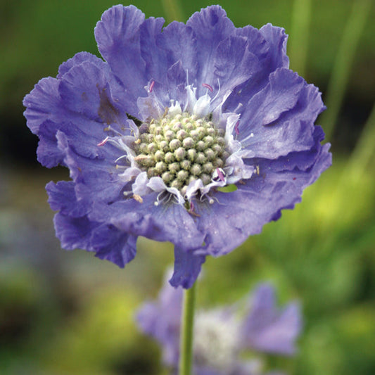 Scabiosa " Perfecta Blue " Exotic 30 Flower Seeds