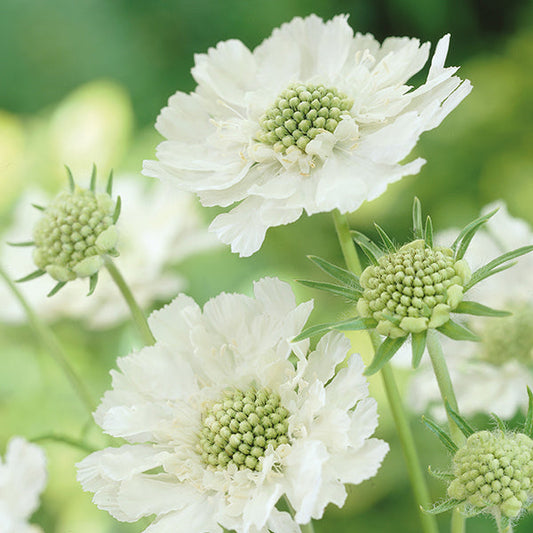 Scabiosa " Perfecta Alba " Exotic 30 Flower Seeds