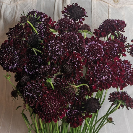 Scabiosa " Black Beauty " Exotic 30 Flower Seeds