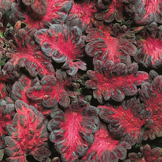 Coleus " Black Dragon " Exotic 50 Flower Seeds