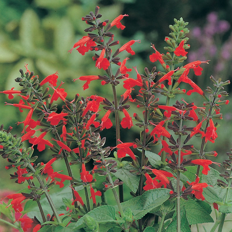 Salvia " Lady In Red " Exotic 20 Flower Seeds