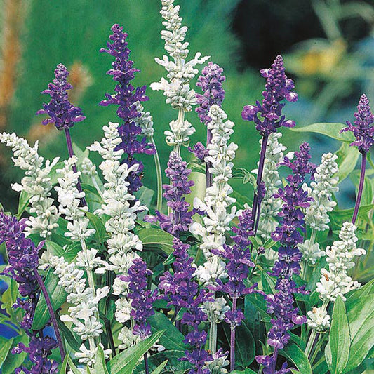 Salvia " Blue & White Mixed " Exotic 20 Flower Seeds