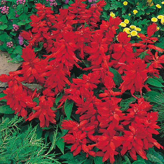 Salvia " Blaze of Fire " Exotic 20 Flower Seeds