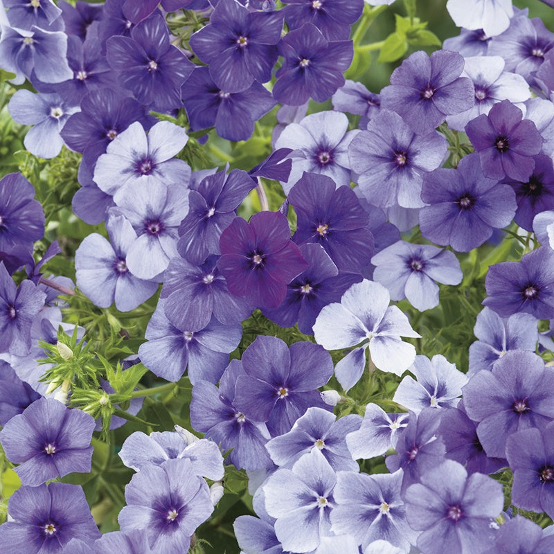 Phlox " Moody Blues " Exotic 50 Flower Seeds