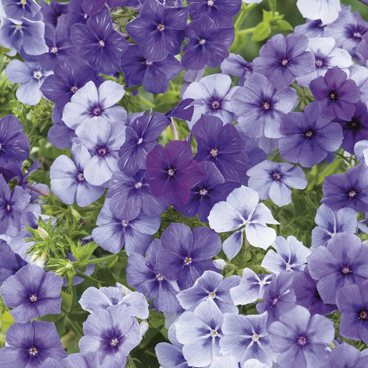 Phlox " Moody Blues " Exotic 50 Flower Seeds