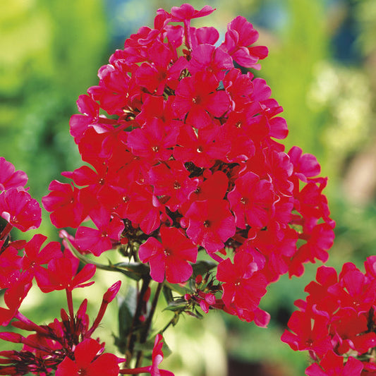 Phlox " Starfire " Exotic 50 Flower Seeds