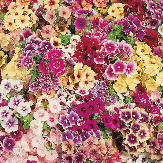 Phlox " Tapestry " Exotic 50 Flower Seeds