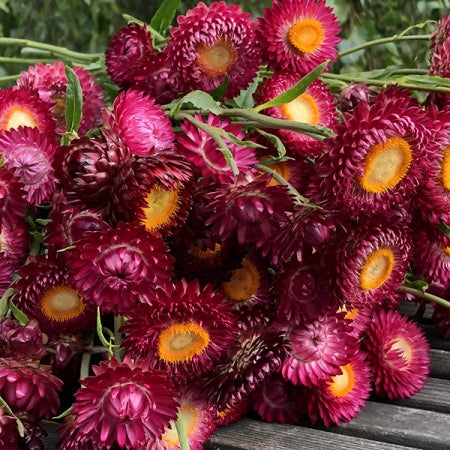 Helichrysum " Pomegranate " Exotic 30 Flower Seeds