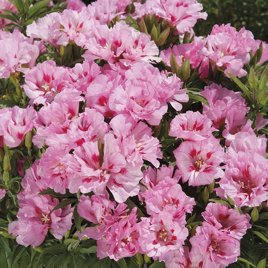 Godetia " Sweetheart " Exotic 30 Flower Seeds