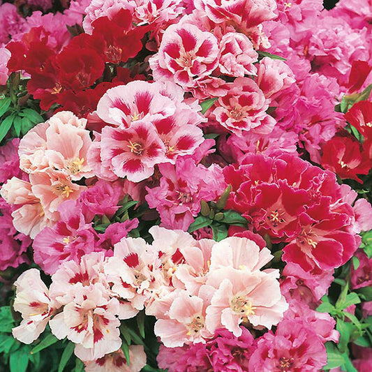 Godetia " Azalea Flowered Mixed " Exotic 30 Flower Seeds