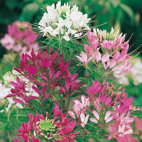 Cleome " Colour Fountain " Exotic 30 Flower Seeds