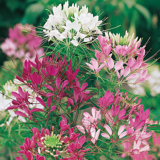 Cleome " Colour Fountain " Exotic 30 Flower Seeds