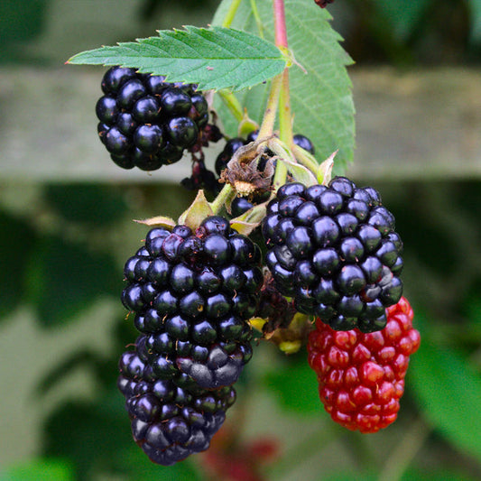 Blackberry - Navaho  - Exotic 50 Fruit Seeds