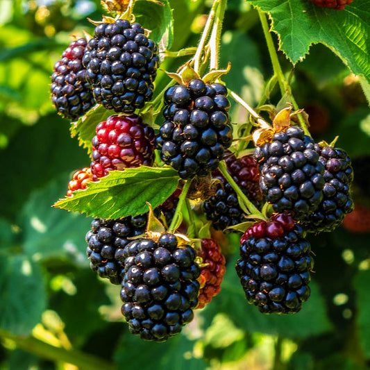 Blackberry - Thornless  - Exotic 50 Fruit Seeds