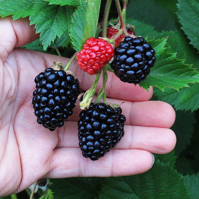 Blackberry - Triple Crown  - Exotic 50 Fruit Seeds