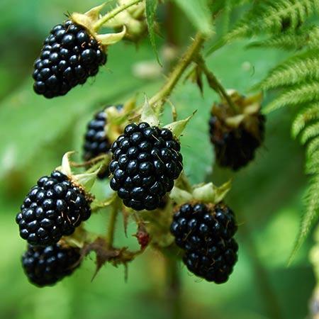 Blackberry - Freedom  - Exotic 50 Fruit Seeds
