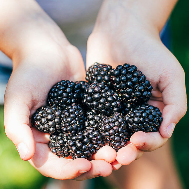 Blackberry - Kiowa  - Exotic 50 Fruit Seeds