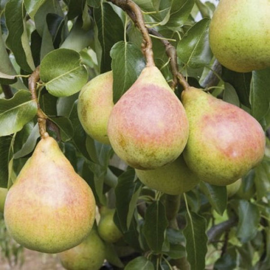 Pear " Onward  " Exotic 20 Fruit Seeds