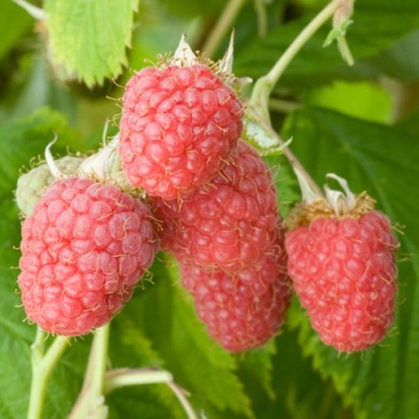 Malling Surprise Raspberry Raspberry