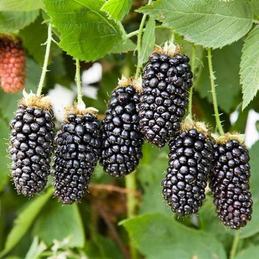 Blackberry - Karaka Black  - Exotic 50 Fruit Seeds