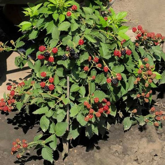 Blackberry - Tiny Black  - Exotic 50 Fruit Seeds