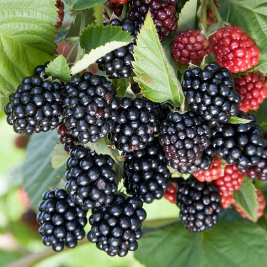 Blackberry - Chester Thornless  - Exotic 50 Fruit Seeds