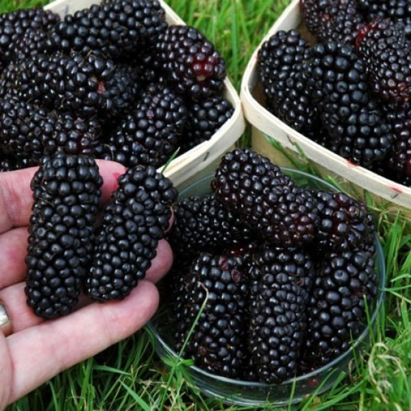 Blackberry - Black Butte  - Exotic 50 Fruit Seeds