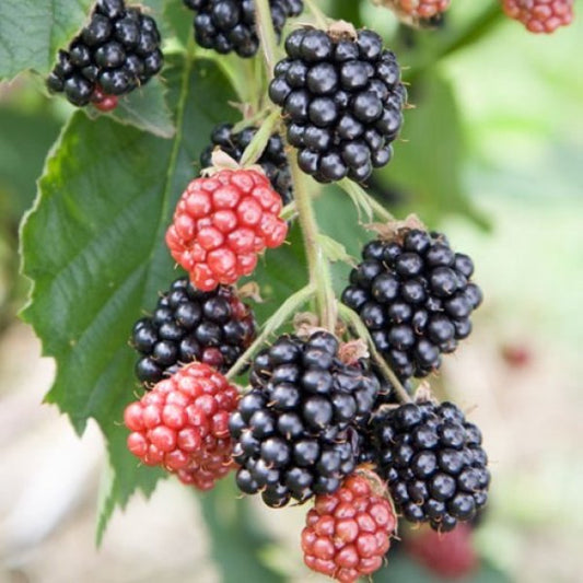 Blackberry - Loch Tay  - Exotic 50 Fruit Seeds