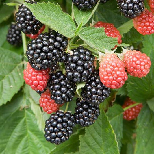 Blackberry - Waldo  - Exotic 50 Fruit Seeds