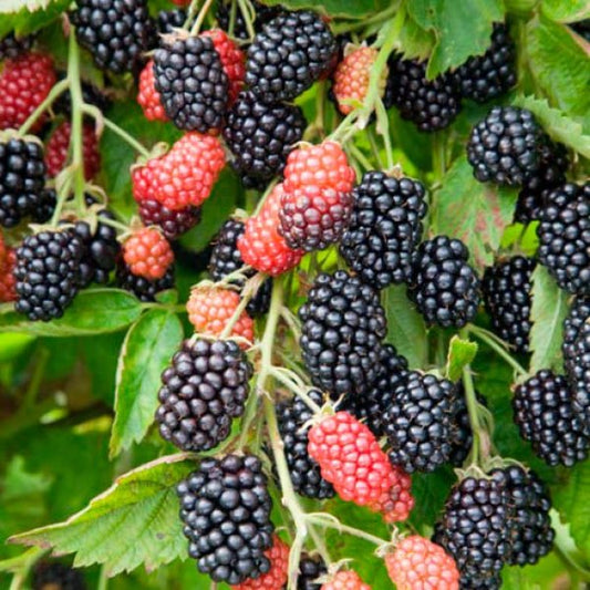 Blackberry - Loch Ness  - Exotic 50 Fruit Seeds