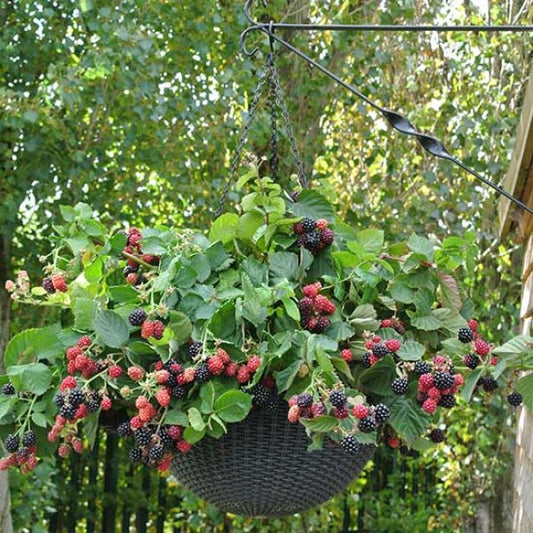 Blackberry - Black Cascade  - Exotic 50 Fruit Seeds