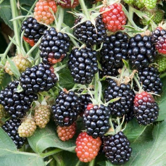Blackberry - Loch Maree  - Exotic 50 Fruit Seeds