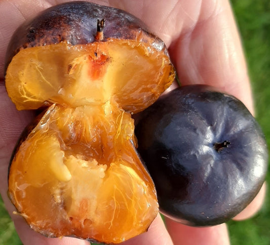 Black Persimmon - Diospyros texana - 5 Fruit Seeds